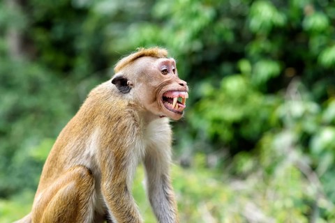 Ceylon hat monkey