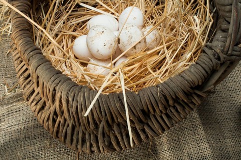 Organic white eggs from domestic farm. Eggs in vintage basket