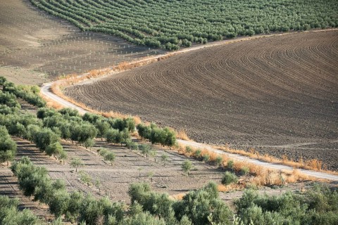 Olive trees and dirt road in olive plantation