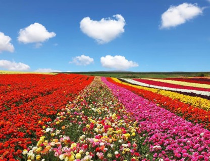 Blooming red and yellow buttercups in spring. Kibbutz huge flower fields