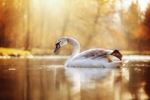 Young swan photographed against the light