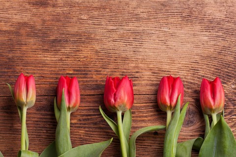 Row of tulips on dark wood