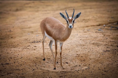 Dorcas Gazelle, Gazella dorcas neglecta