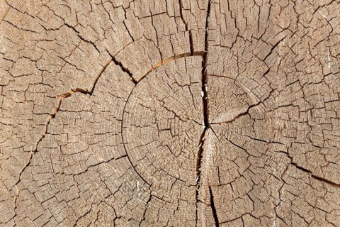 Cross-section of a tree trunk with annual rings