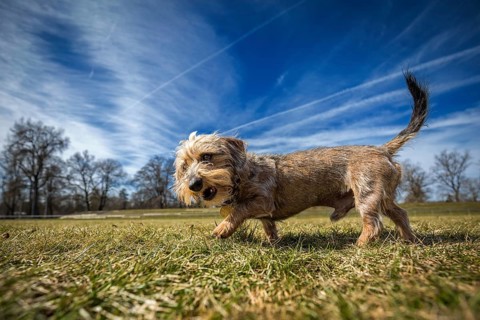 Small rough-haired dachshund runs across a meadow in bright sunshine