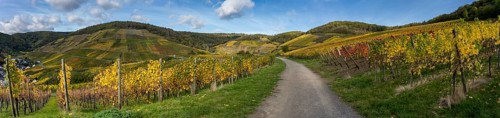 Hiking on the red wine trail in the Ahr valley with sunshine in autumn