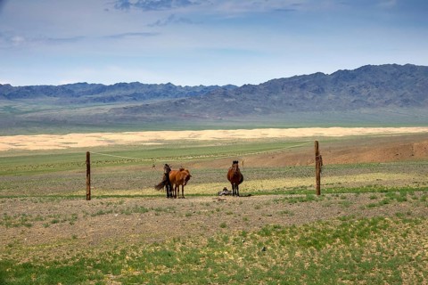 Mongolian horses tied on a rope holder in Gobi desert, Mongolia, Asia