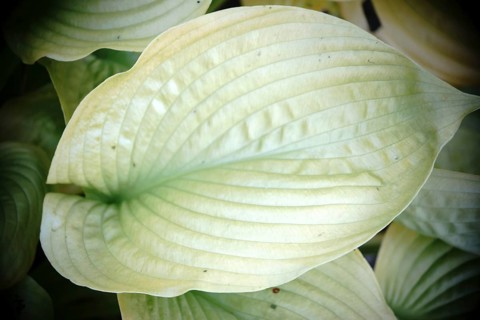 The top view and close-up of the distinctive leaf of a funkia or autumn leaf lily