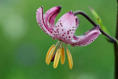 Turk's cap, Lilium martagon