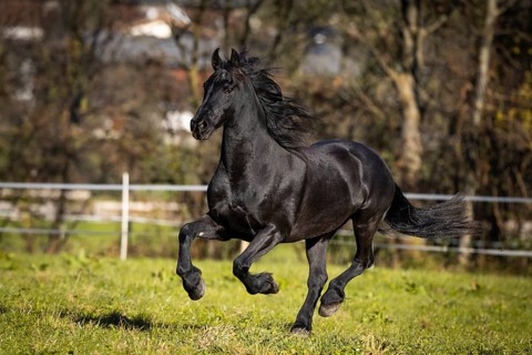 Frisian gelding in the pasture in autumn