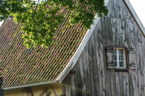 Partial view of an old building with wooden walls and shingle roof, green tree in the foreground,