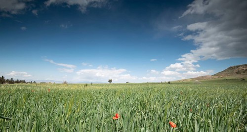 Grassland field full of red beautiful poppy anemone flowers in spring. Spring time Cyprus