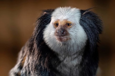 The white headed marmoset, Callithrix geoffroyi