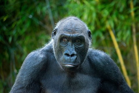 Beautiful Gorilla with a fascinating intelligent expression in the Hellabrunn Zoo in Munich,