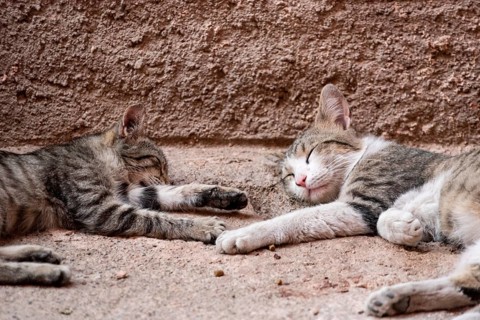 Two street cats sleeping together in the medina of Marrakech, Morocco, Africa