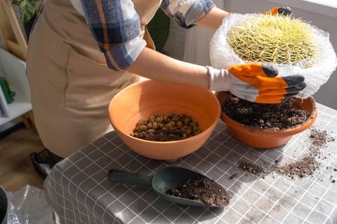 Repotting overgrown home plant large spiny cactus Echinocactus Gruzoni into new bigger pot. A woman