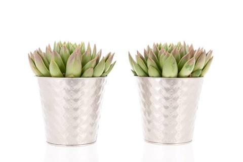 Two succulent plants in metal flower pots isolated over white background