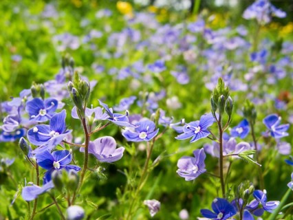 Blue flower, Germander Speedwell, Bird's-eye Speedwell, Veronica chamaedrys, on a meadow, Germany,