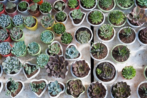 Many cacti in pots for sale, top view