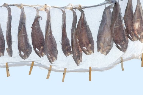 A line of fish being sun dried covered with gauze
