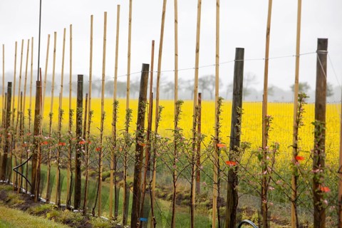 Apple plantation, Altes Land, Lower Saxony, Germany, Europe