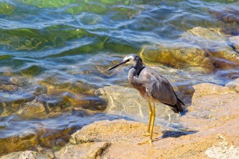 White-faced Heron with grey body, white face, black beak and yellow legs, Port Fairy, Victoria,