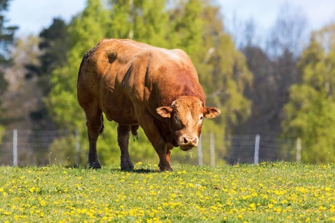 Large bull in a summer meadow