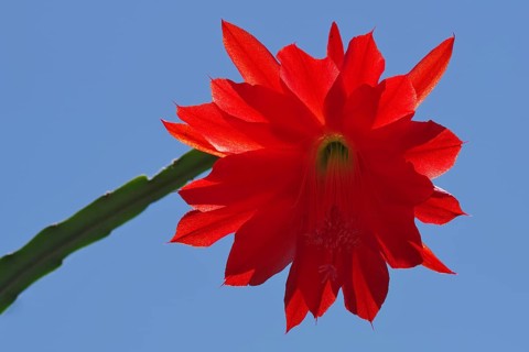 Flower of an Easter cactus, Hatiora