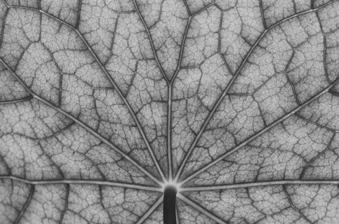 Bottom view of the leaf surface of a nasturtium in black, white