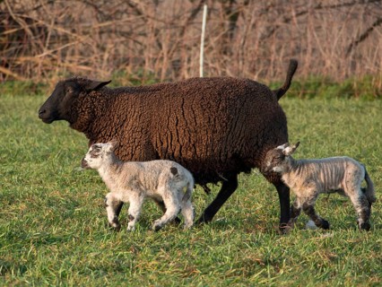Brown sheep walks with two young lambs across a green pasture, Borken, münsterland, Germany, Europe
