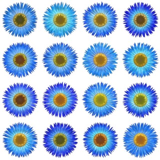 An illustration of some isolated different flowers