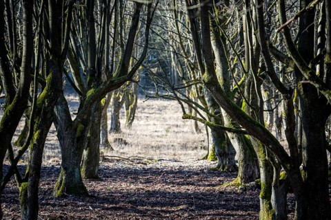 A natural burial grave site, Hofgeismar, Weser Uplands, Weserbergland, Hesse, Germany, Europe