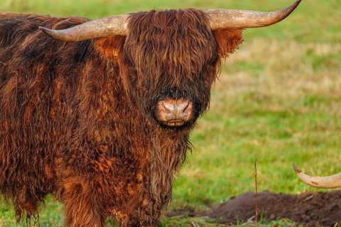Close-up of a Highland cattle with visible horns and shaggy fur, Velen, Münsterland, North