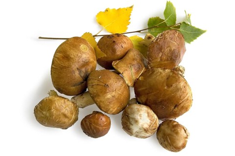 A handful of brown greasers with grass and pine needles on the hats, a sprig of birch trees with