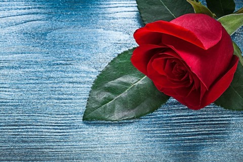 Expanded red rose on wooden board holidays concept