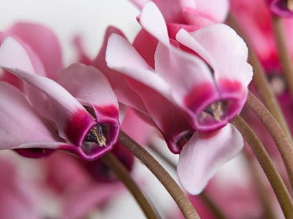 Cyclamen persicum, cultivated form, Cyclamen persicum, a cultivar of the Persian cyclamen or