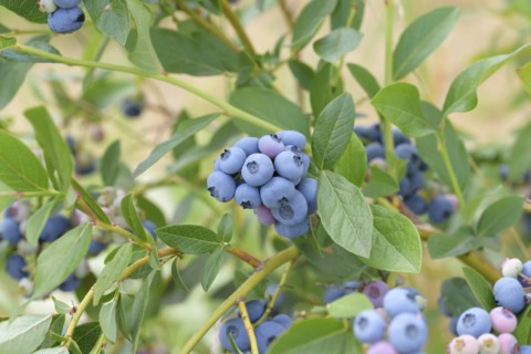 Blueberry (Vaccinium corymbosum 'Patriot'), Bundessorteamt, Marquardt testing centre, Marquardt,