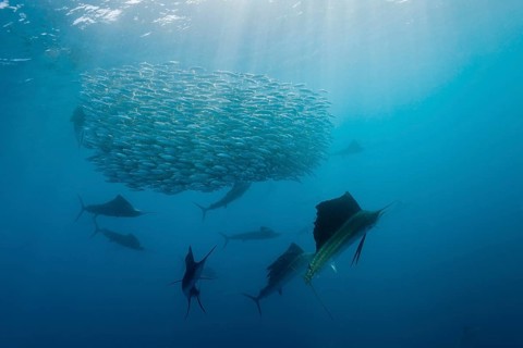 Atlantic fanfish hunting sardines, Istiophorus albicans, Isla Mujeres, Yucatan Peninsula,