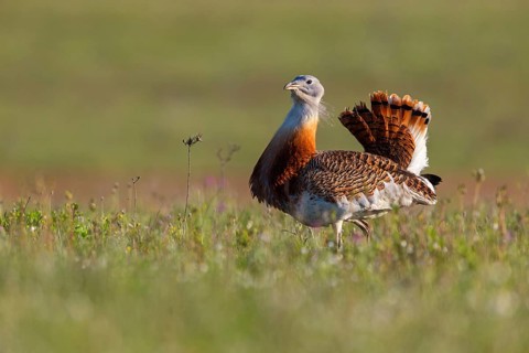 Great bustard (Otis tarda), Outarde barbue, Avutarda Común, Spain, Toledo, Hides De Calera / Great