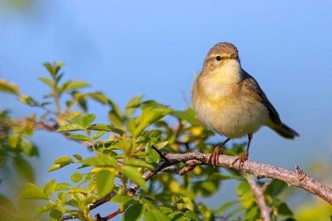 Willow Warbler, Willow Warbler, Phylloscopus trochilus, Pouillot fitis, Mosquitero Musical, Bad