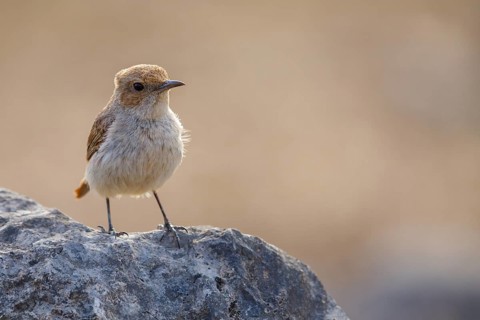 Arabian wheatear, Arabian wheatear, (Oenanthe lugentoide, Middle East, Oman, Jabal Samhan, Salalah,