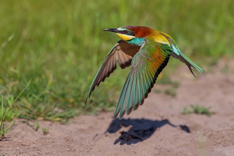 Bee-eater, (Merops apiaster), flight photo, Tiszaalp-r, Kiskuns-gi National Park, B-cs-Kiskun,