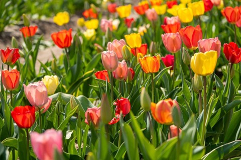 Tulips (Tulipa) in a tulip field, Barwedel, Lower Saxony, Germany, Europe