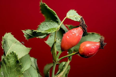 Beautiful Red rose hip or rosehip on a red background. close-up photo, Odessa, Ukraine, Europe