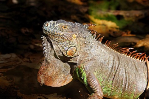 Iguana from mexico profile portrait head detail