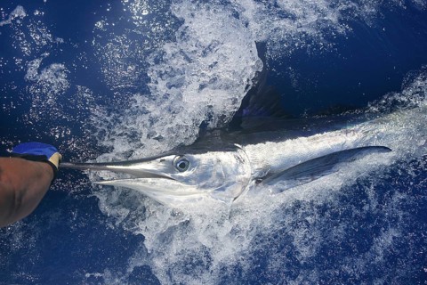 Beautiful white marlin real bill fish on atlantic water sport fishing