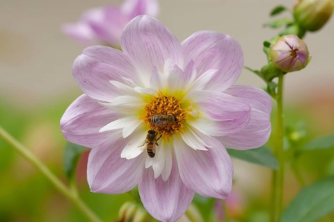 Honey bees (Apis mellifera) visiting autumn anemone (Anemone hupehensis), Schwäbisch Hall,