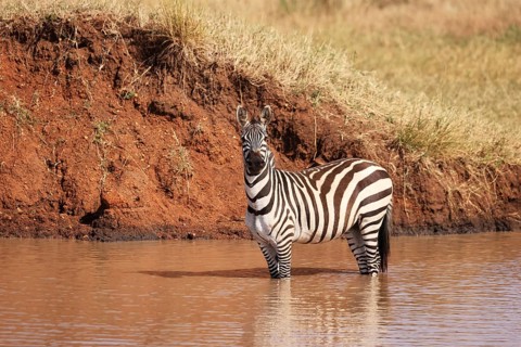 Burchell's Zebras at a Waterhole in Ikoma, near Serengeti National Park, Tanzania, East Africa,
