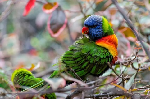 Allcolour lorikeet