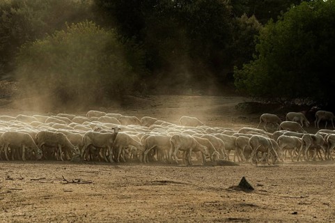 Sheep herd in mountain. Running sheeps in a farm